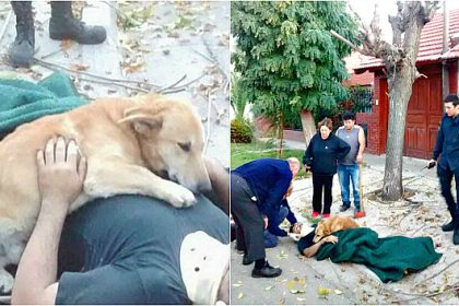 Tierischer Ersthelfer: Besorgter Hund weigerte sich bewusstloses Herrchen zu verlassen