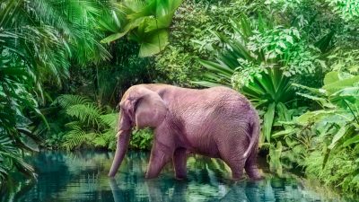 Rosa Elefantenbaby weckt besonderes Interesse