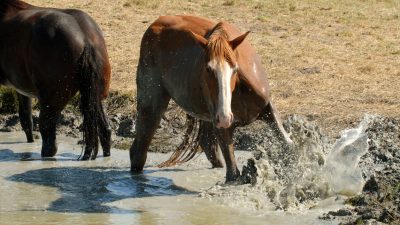 Pferde von Flut eingeschlossen – Mutige Reiterinnen retten 200 Tiere und werden zu Helden