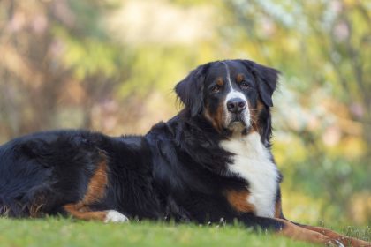 Berner Sennenhund lief bei Waldbrand davon – Hat Izzy überlebt?