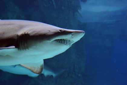Hai-Alarm mal anders! Taucher Rick Anderson hat einen besonderen Unterwasser-Freund