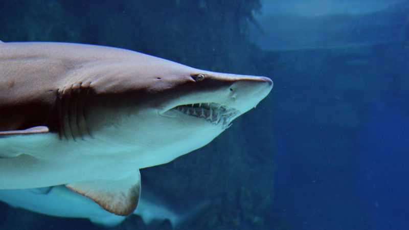 Zweiköpfiger Haifisch: Geheimnis rund um Mutationen in den Ozeanen