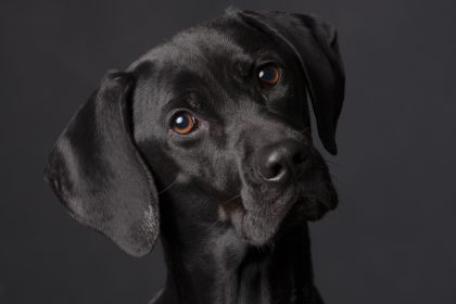 Post stellt den perfekten Mitarbeiter ein – Hund Jax ist der beste “Briefmarken-Lecker”
