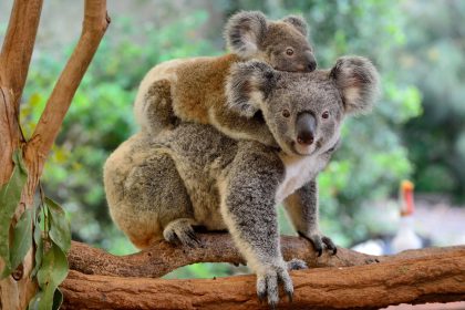 (Tier-)Mamas sind die Besten: 16 Momente bedingungsloser Mutterliebe im Tierreich