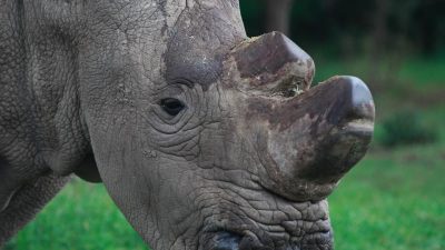 Künstliche Reproduktion soll Nashorn-Unterart retten