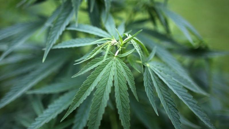Cannabis-Therapie: Ablehnungsquote der Krankenkassen liegt bei 50 Prozent
