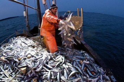 Studie: Dorschbestand in westlicher Ostsee zusammengebrochen