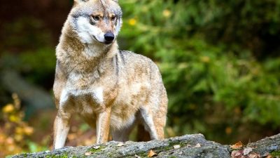 In Bayern entflohener Wolf erschossen – noch vier Tiere frei