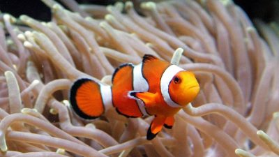 Motorbootgeräusche stressen Clownfische und machen sie aggressiv