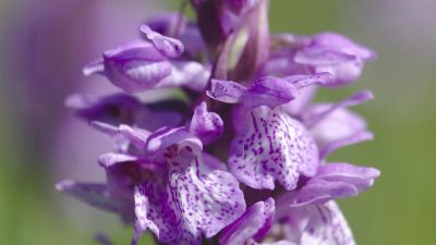 Orchidee des Jahres 2018: Torfmoos-Fingerwurz