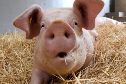 McDonald’s-Zulieferer: Schlachthof in Tauberbischofsheim nach Skandalbericht geschlossen