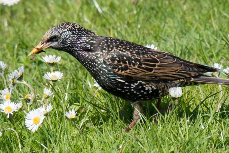 Man “muss von Vogelsterben sprechen”: Nabu beklagt dramatischen Rückgang von Staren und Spatzen