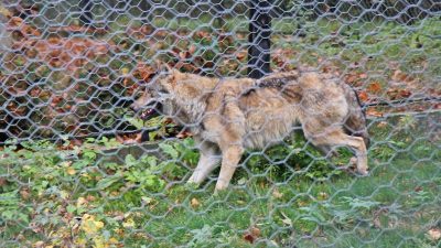 Bayerischer Wald: Entlaufener Wolf in Lebendfalle gefangen