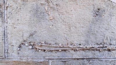 Neue Fossilienart an Gebäuden in Barcelona entdeckt