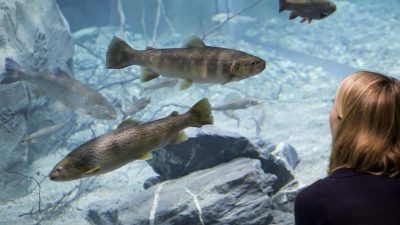 Riesiges Süßwasser-Aquarium in der Schweiz eröffnet