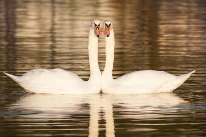 Die beiden Engel – von Emanuel Geibel