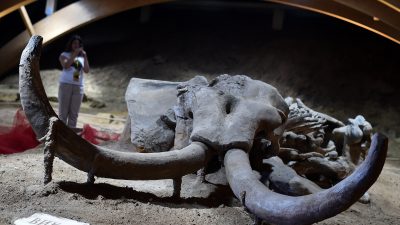 Weder Zaun noch Wasserleitung: Bauer findet 15.000 Jahre altes Mammut auf seinem Feld