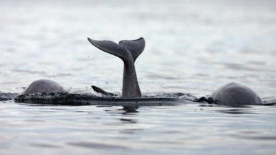 Ölbohrungen in der Barentssee: Umweltschützer verklagen norwegischen Staat