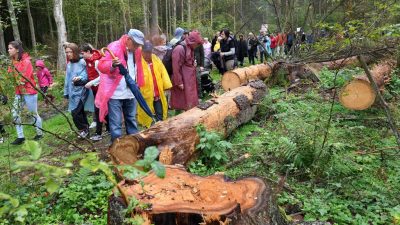 EuGH droht Polen mit täglichem Zwangsgeld bei weiterer Abholzung von Bialowieza-Urwald