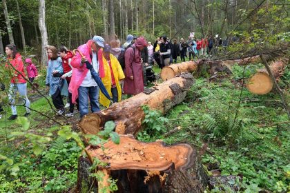 EuGH droht Polen mit täglichem Zwangsgeld bei weiterer Abholzung von Bialowieza-Urwald