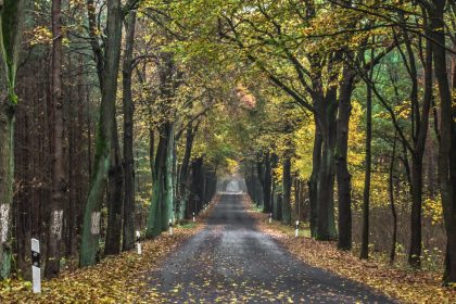 Spaziergänge, Schokolade und Kuscheleinheiten gegen den Herbstblues