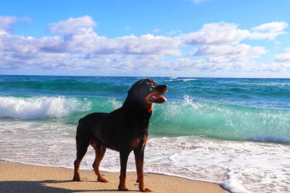 Rottweiler Lena liebt das Wasser – Sie hüpft regelmäßig unter die Dusche