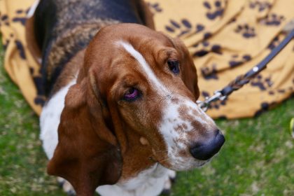 Familie begleitet schwer krankes Baby bis zum Tode – Hunde spenden Trost