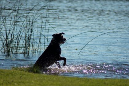 Zweijähriger trieb im Stausee – Aufgebrachter Terrier alarmierte die Familie