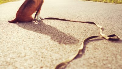 „Solo“ lebte 11 Jahre auf der Straße – Ein alter und kranker Hund erlebte seinen zweiten Frühling