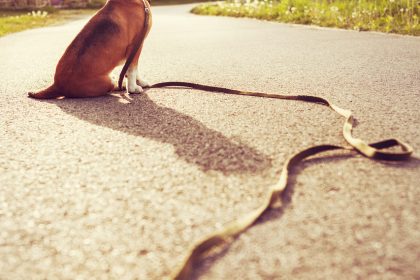 “Solo” lebte 11 Jahre auf der Straße – Ein alter und kranker Hund erlebte seinen zweiten Frühling