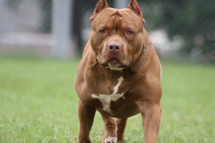 Der weltgrößte Pitbull heißt “Hulk” und hat erneut Nachwuchs bekommen