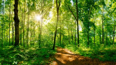 Forstwirtschaft fordert von Jamaika-Sondierern Marshall-Plan für Wald