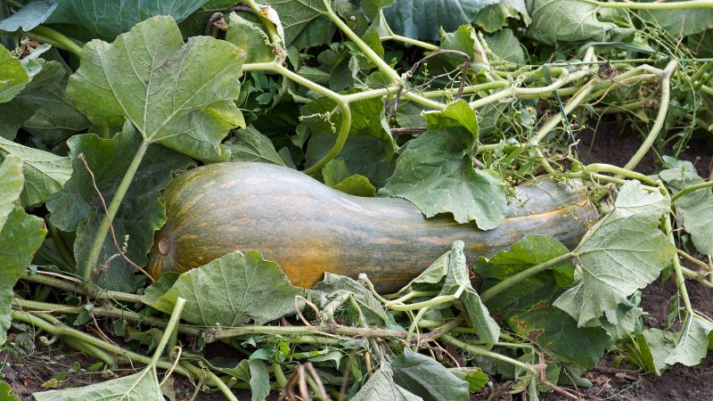 Vermeintliche Weltkriegsbombe im Garten entpuppt sich als Zucchini
