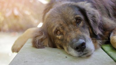 Gebrochenes Herz – Trauernder Hund besucht jeden Tag das Grab seines geliebten Herrchens