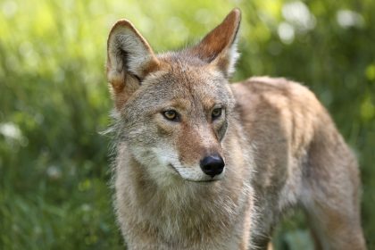 Frau rettet verwahrlosten Hund – Er wächst und sieht plötzlich nicht wie ein Hund aus