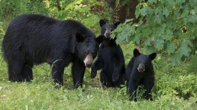 Bären auf Reisen – Polizist eilt kleinem schwachen Bärenbaby zu Hilfe