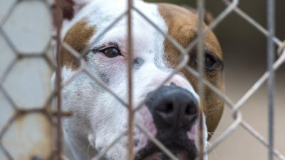 Aggressiver Pitbull landete im Tierheim – Als ihm ein Autist vorliest, beruhigte sich der Hund