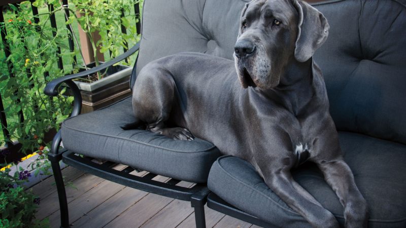 Der größte Hund der Welt braucht kein eigenes Körbchen, „Giant George“ braucht ein eigenes Doppelbett!