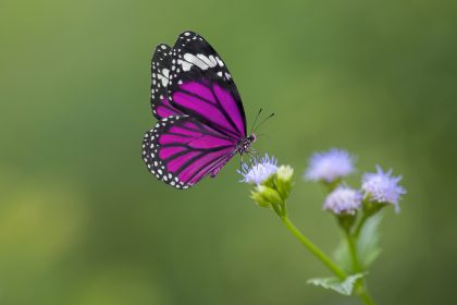 Ein lila Schmetterling an der Wiege eines Babys ist KEINE Dekoration