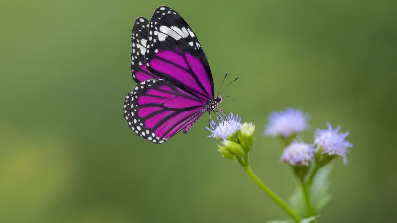 Ein lila Schmetterling an der Wiege eines Babys ist KEINE Dekoration