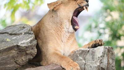 Schweriner Zoo: Asiatischer Löwenwelpe stirbt an Lungenentzündung