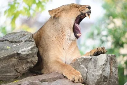 Schweriner Zoo: Asiatischer Löwenwelpe stirbt an Lungenentzündung