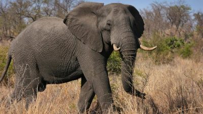 Seltenes Ereignis: Elefantenzwillinge in Kenia geboren