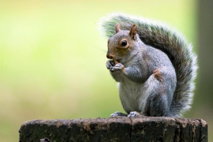 Wie die Briten um das rote Eichhörnchen kämpfen