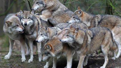 Jagdverband fordert Regulierung: Keine Wolfsrudel in urbanen Gebieten