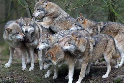 EU-Kommissar: Wolf bleibt besonders geschützt – Der Wolf als Teil des Ökosystems + Video