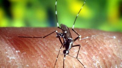 Forscher wollen mit Sterilisation von Mücken Infektionskrankheiten bekämpfen