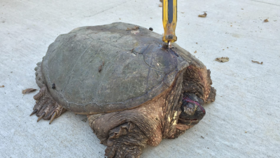 ‚Tuttle‘-Turtle mit gefährlichem Panzerschmuck – Ein tierfreundliches Paar rettete sie