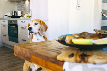 Tierarzt: „Passen Sie auf, dass Ihr Hund Ihnen nicht den Weihnachtsbraten klaut“