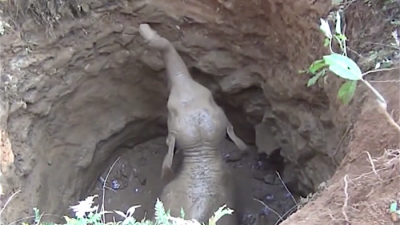 Freudenschreie der Mutter – Einheimische retten Elefantenbaby